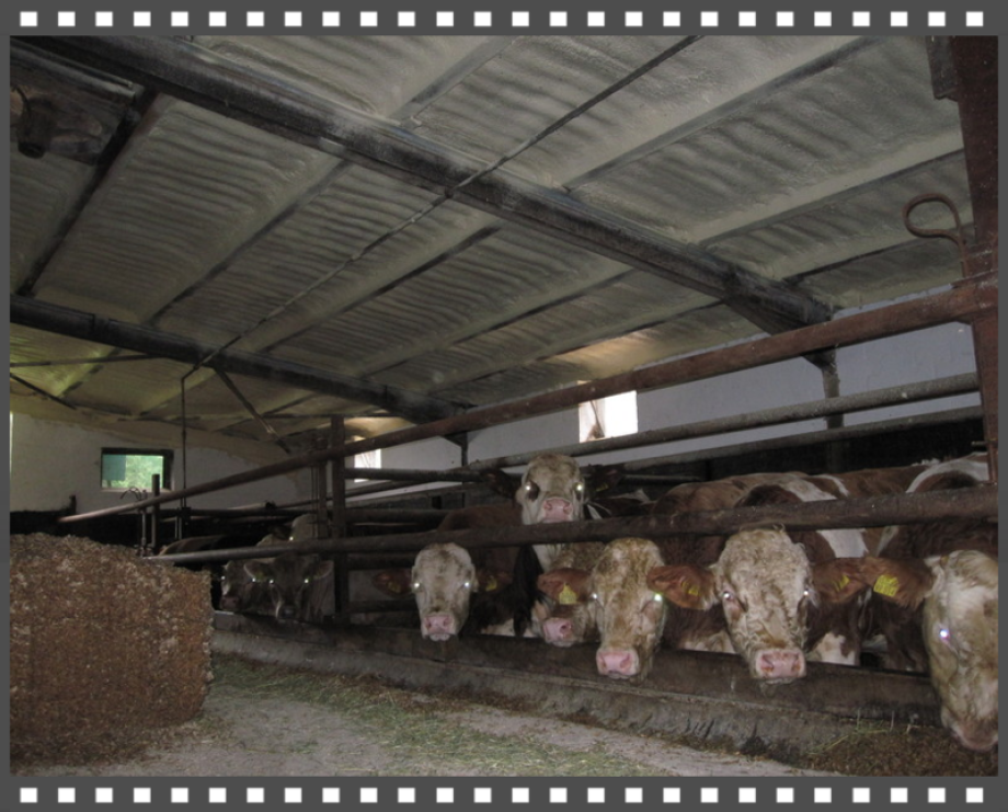 Rinderstall isolieren mit Polyurethan Spritzschaum